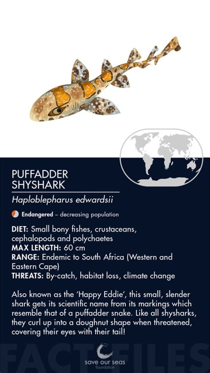 Discover The Puffadder Shark: An Enigmatic Predator Of The Deep