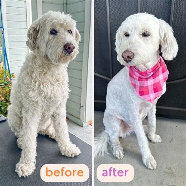 Is Your Goldendoodle Smelly? Here's Why And How To Fix It