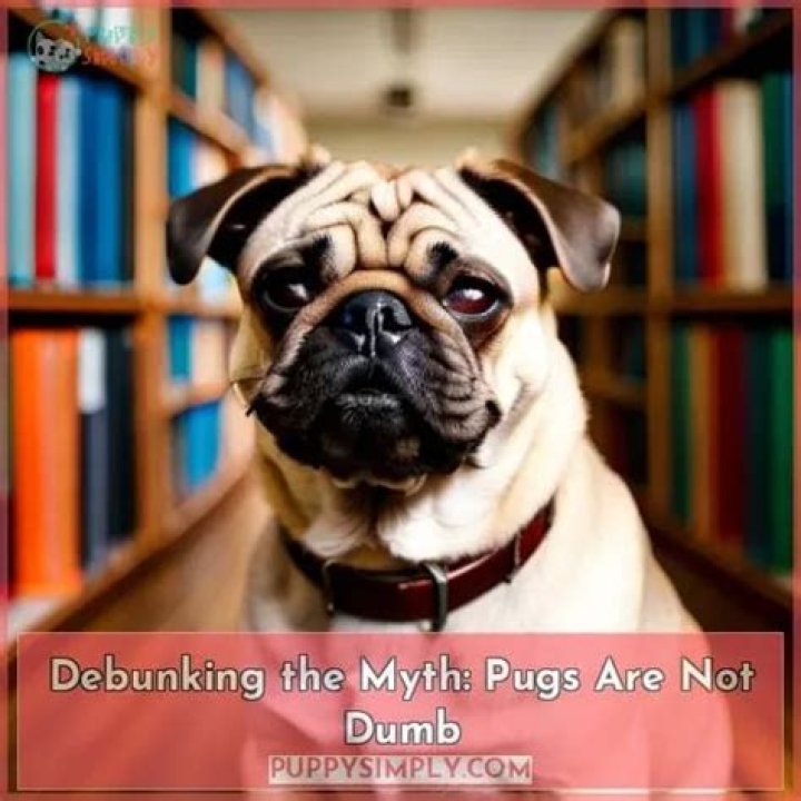 Pugs: Busting The Dumb Dog Myth