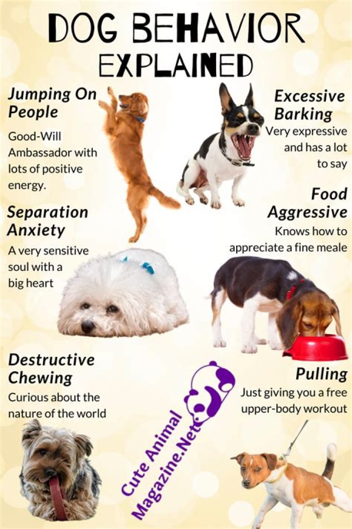 Ultimate Guide To Correcting Unwanted Puppy Behaviors: Saying "No" Effectively